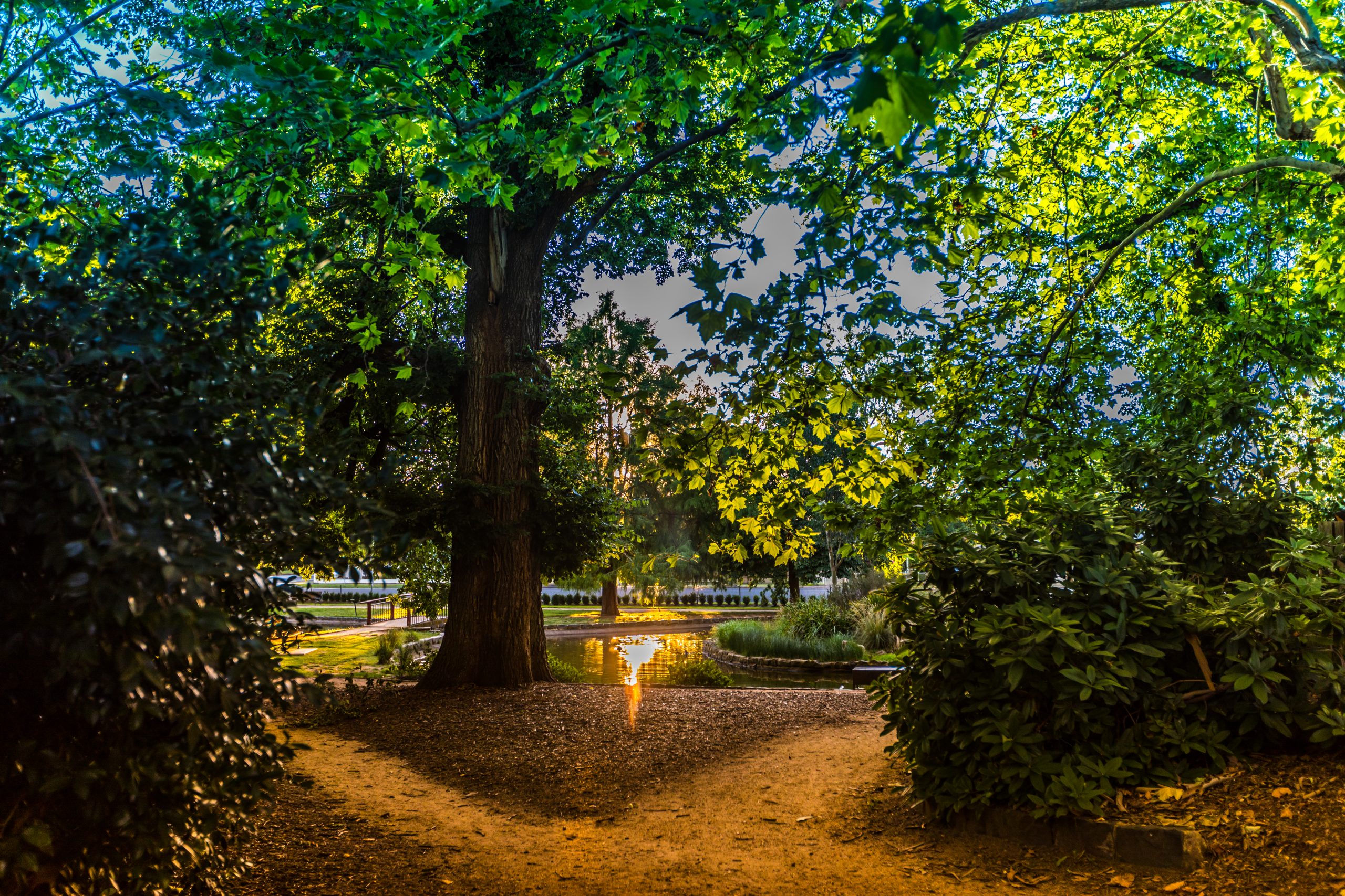 Sunlight through tree branches.